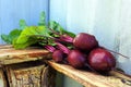 Bunch of fresh beetroots