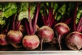 Fresh beetroots stacked together in a refrigerator, ready for culinary use and healthy meals Royalty Free Stock Photo