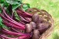 Fresh Beets Royalty Free Stock Photo