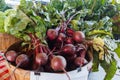 Fresh Beets at a Produce Stand Royalty Free Stock Photo