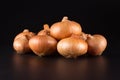 Fresh beige onions on a black background, beautifully photographed, photo for poster, banner.