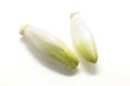 Fresh belgian endives isolated on white background. Royalty Free Stock Photo