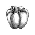 Fresh bell pepper sketch. Hand-sketched Vegetable illustration. Healthy food plant. Vector drawing of raw cultivated sweet pepper Royalty Free Stock Photo