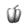 Fresh bell pepper sketch. Hand-sketched Vegetable illustration. Healthy food plant. Vector drawing of raw cultivated sweet pepper Royalty Free Stock Photo