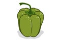 Fresh bell pepper. Vector paprika. Green sweet pepper