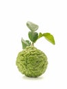 Fresh bergamot fruit and leaf isolated on white background with clipping path. Royalty Free Stock Photo