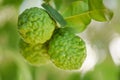 Fresh bergamot fruit on tree nature background, Kaffir Lime, Citrus bergamia with leaf on wooden table / bergamot citrus fruit Royalty Free Stock Photo