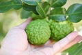 Fresh bergamot fruit on tree nature background, Kaffir Lime, Citrus bergamia with leaf on wooden table, bergamot citrus fruit Royalty Free Stock Photo