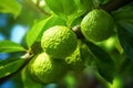 Fresh bergamot fruits on the tree in sunlight. Bergamot for food ingredients.