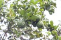 Fresh Bergamot on the tree is a vegetable and herb of Thailand used as an ingredient in cooking and herbal medicine. Royalty Free Stock Photo