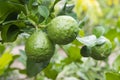 Fresh Bergamots and leaves on tree