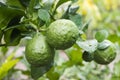 Fresh Bergamots and leaves on tree