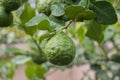 Fresh Bergamots and leaves on tree with water drops on them fruity