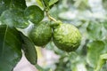 Fresh Bergamots and leaves on tree