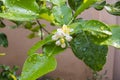 Fresh Bergamots and leaves on tree with water drops on them fruity, with herbaceous bergamia Aroma