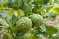 Fresh Bergamots and leaves on tree with water drops on them fruity, with herbaceous bergamia Aroma