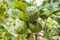 Fresh Bergamots and leaves on tree with water drops on them fruity, with herbaceous bergamia Aroma