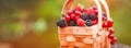 Fresh berries in basket. close-up of summer raspberries and blackberries outdoors Royalty Free Stock Photo