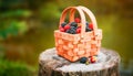 Fresh berries in basket. close-up of summer raspberries and blackberries outdoors Royalty Free Stock Photo