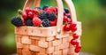 Fresh berries in basket. close-up of summer raspberries and blackberries outdoors Royalty Free Stock Photo