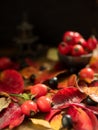 Fresh berries dogrose on autumn background of red leaves