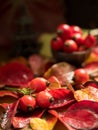 Fresh berries dogrose on autumn background of red leaves