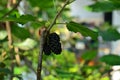 Fresh berries with a green leaf  stand on wood background Royalty Free Stock Photo