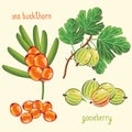 Fresh berries mix , vector illustration Royalty Free Stock Photo