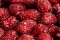 Fresh berries of pink raspberry, only plucked Royalty Free Stock Photo