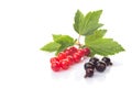 Fresh berries of red and black currants with leaves isolated on white background Royalty Free Stock Photo