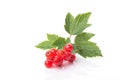 Fresh berries of red currant with green leaves isolated on white background Royalty Free Stock Photo