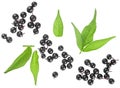 Fresh berries of Sambucus and green leaves isolated on white background, top view. European black elderberry Royalty Free Stock Photo