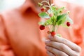 Fresh berries of wild strawberry in a female hand.Female hands holding a bunch of ripe berries of wild red strawberries Royalty Free Stock Photo