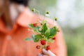 Fresh berries of wild strawberry in a female hand.Female hands holding a bunch of ripe berries of wild red strawberries Royalty Free Stock Photo