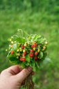 Fresh berries of wild strawberry in a female hand.Female hands holding a bunch of ripe berries of wild red strawberries.Wild
