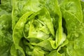 Fresh Bibb Lettuce