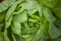 Fresh Bibb Lettuce Royalty Free Stock Photo
