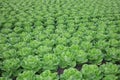 Fresh Bibb Lettuce on the Field Royalty Free Stock Photo