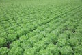 Fresh Bibb Lettuce on the Field