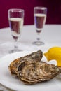 Fresh big french, dutch, pacific or japanese oysters molluscs, size number 1, served with fresh lemon, raw sea food