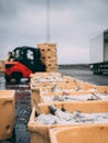 Fish in the boxes of ice in the harbor pier in Iceland Royalty Free Stock Photo