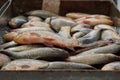 Natural texture of a heap of fresh fish in an iron box Royalty Free Stock Photo