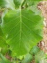 Fresh Big Green Teak Tree Leaf/Leaves In Gujarat, With Beautiful Natural Pattern Background Flame of The Forest ,Closeup Leaf Royalty Free Stock Photo