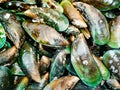 Fresh big mussel in Thai seafood market Royalty Free Stock Photo