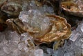 Fresh big raw oysters on ice Royalty Free Stock Photo