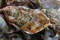 Fresh big raw oysters on ice Royalty Free Stock Photo