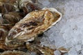 Fresh big raw oysters on ice Royalty Free Stock Photo