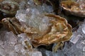 Fresh big raw oysters on ice Royalty Free Stock Photo