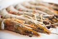 Fresh and big raw tiger prawn Royalty Free Stock Photo