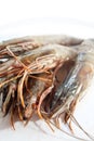 Fresh and big raw tiger prawn Royalty Free Stock Photo